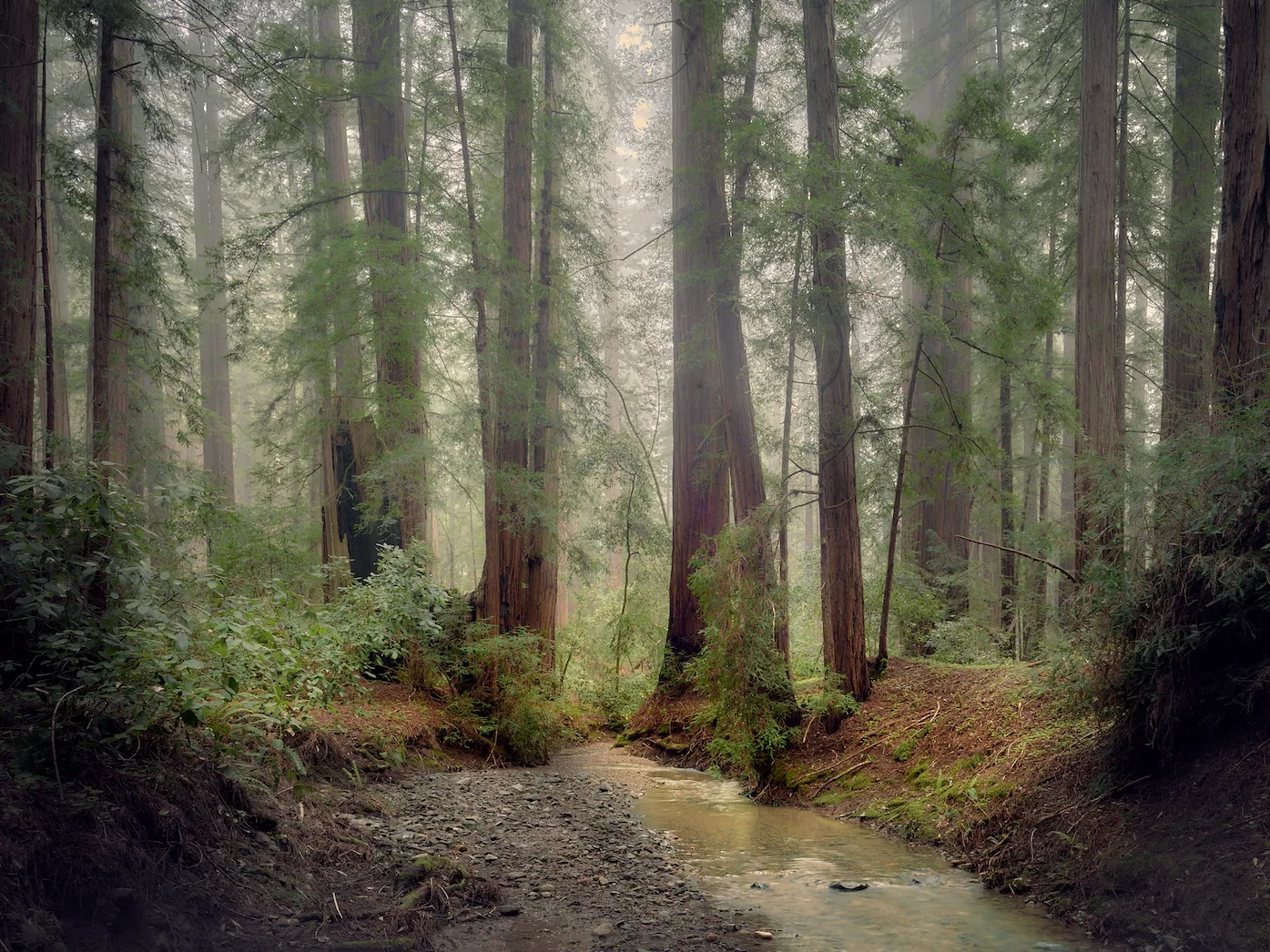 Forest Photography: Capturing Trees and Light