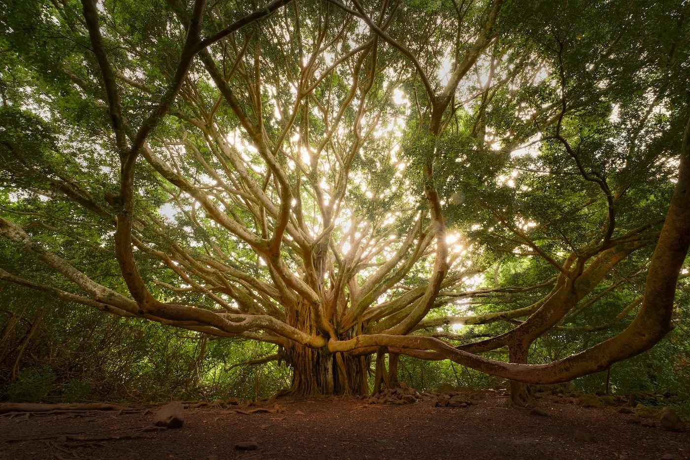 Maui Photography: Light in Paradise