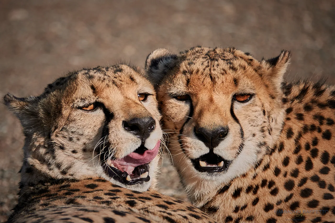 Wildlife Photography Tips for Dramatic Animal Shots
