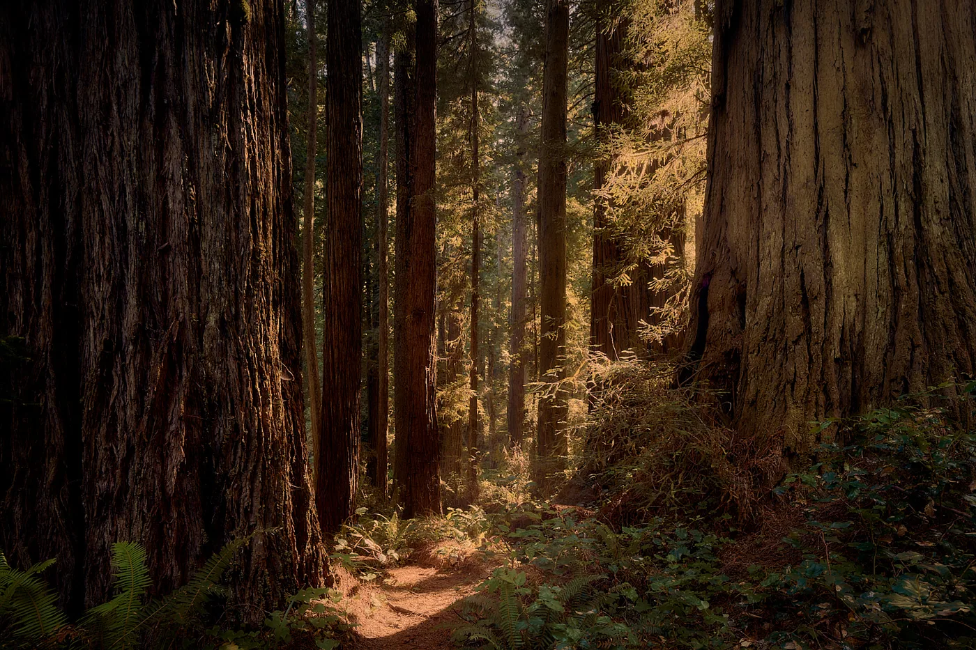 Redwood Forest Photography Tips for Better Shots